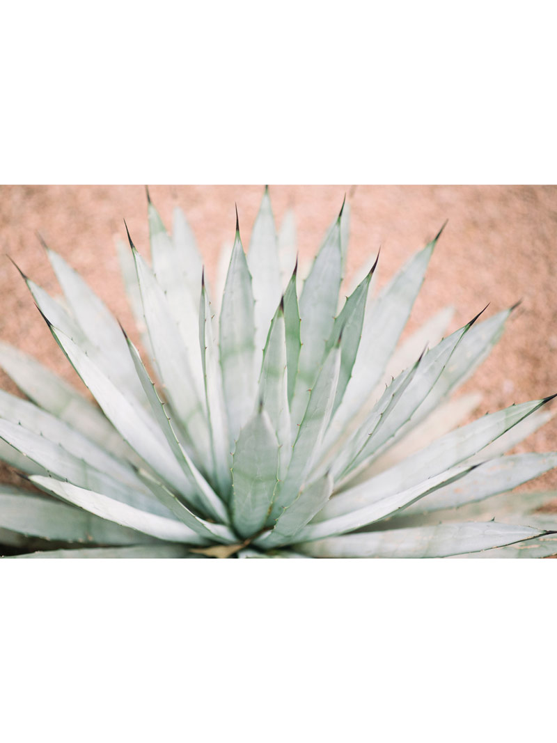 agave_0