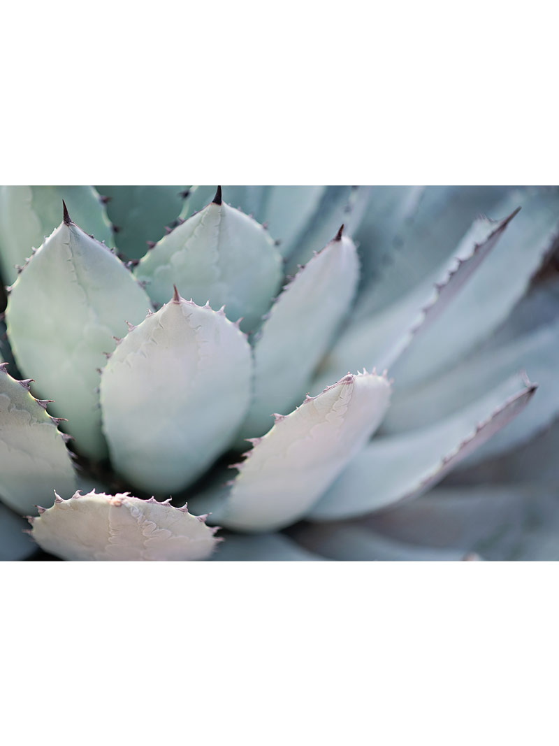 Blue Agave