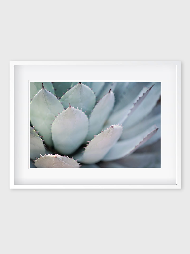 blue_agave_1 blue_agave_1