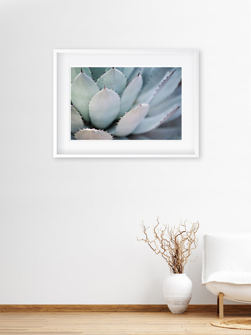 blue_agave_2 blue_agave_2