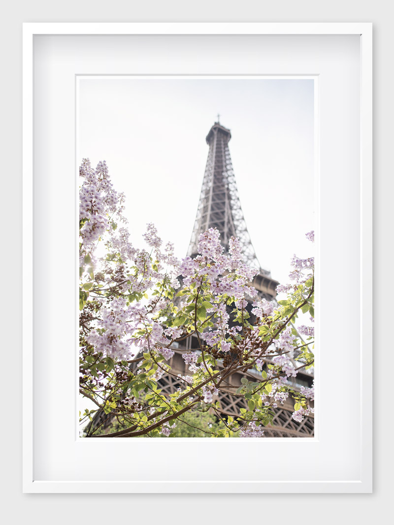 Blossoms in Paris